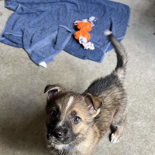 Zeus - German Shepherd Dog