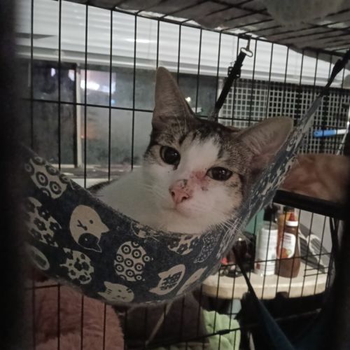 Tony♥️ - Domestic Short Hair (DSH) Cat