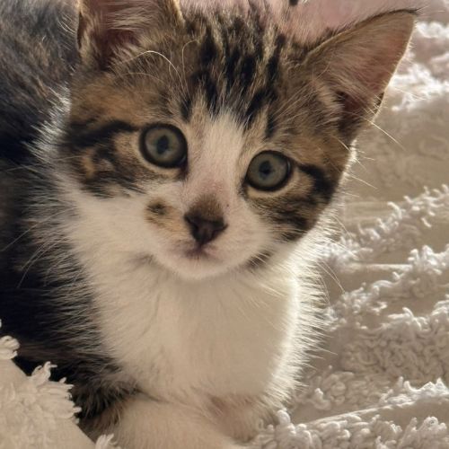 Smudge - Domestic Short Hair (DSH) Cat