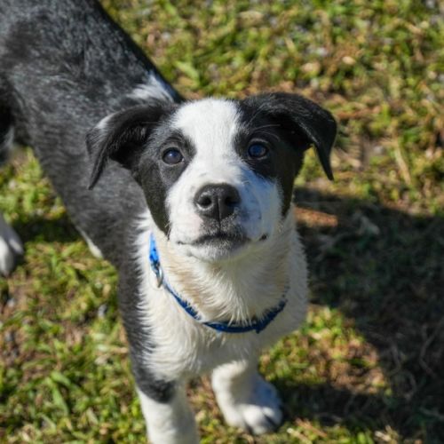 Dax - Australian Kelpie x Border Collie x Australian Cattle Dog