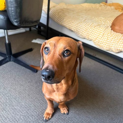 Daphne - Dachshund Dog