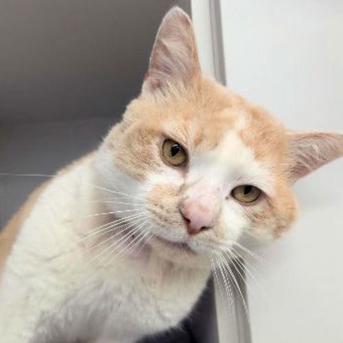 Billy Bob - Domestic Short Hair Cat