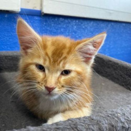 Nalu - Domestic Short Hair Cat