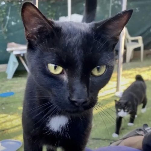 Cosmo  - Domestic Short Hair (DSH) Cat