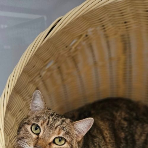 Taro - Domestic Short Hair (DSH) Cat