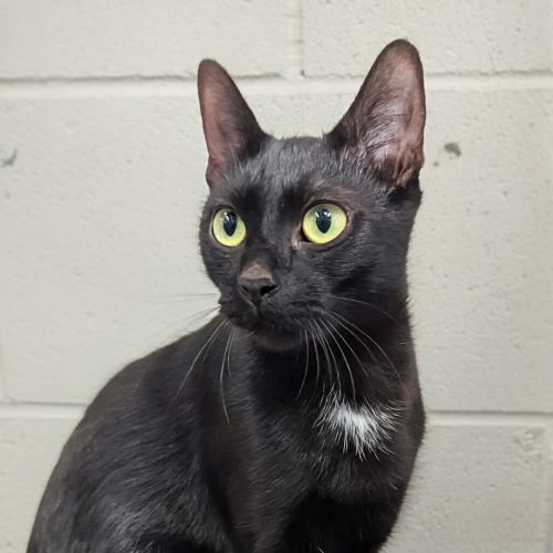 Onyx - Domestic Short Hair Cat