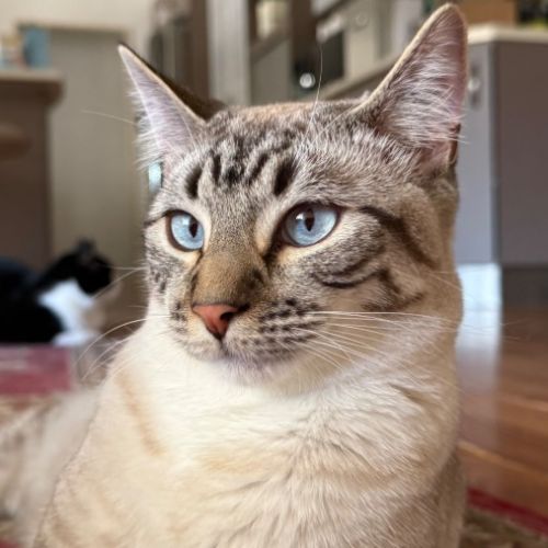 Angus Young - Domestic Short Hair (DSH) Cat