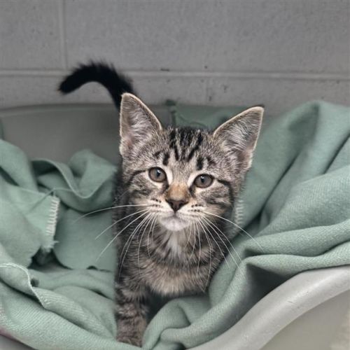 Peppercorn - Domestic Short Hair (DSH) Cat