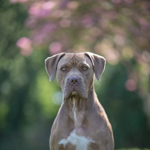 Minx - Bull Arab x Dogue De Bordeaux Dog