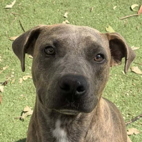 Noodle - Staffordshire Bull Terrier Dog