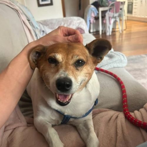 Max  - Jack Russell Terrier Dog