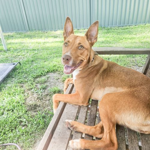 Nova - Australian Kelpie Dog