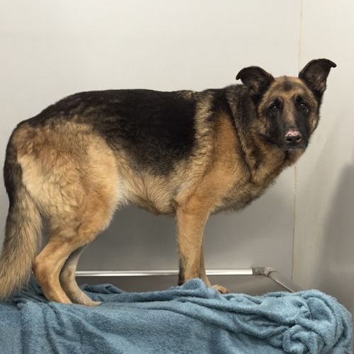 Zeus The King Of The Dogs  - German Shepherd Dog