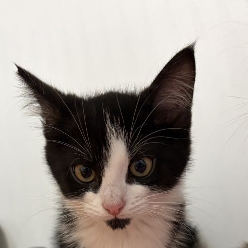 Morgan - Domestic Short Hair Cat