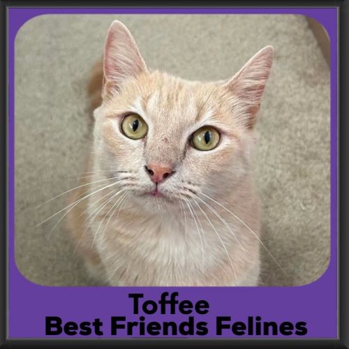 Toffee - Domestic Short Hair (DSH) Cat