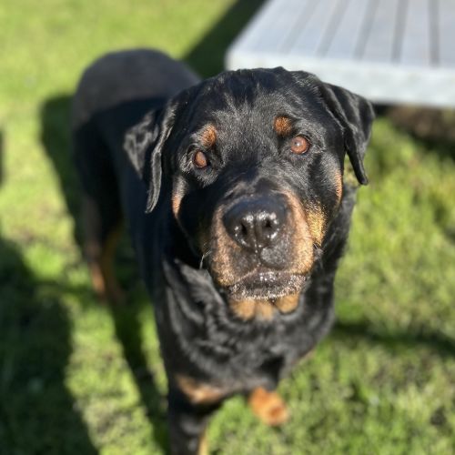 Hulk - Rottweiler Dog