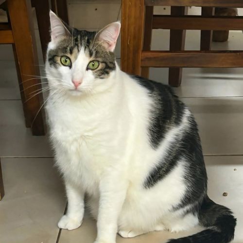 Rhett - Domestic Short Hair (DSH) Cat