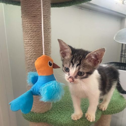 Kova - Domestic Short Hair (DSH) Cat