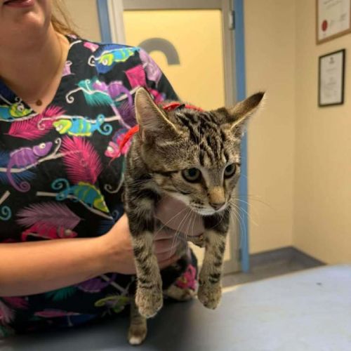 Cruiser - Domestic Short Hair (DSH) Cat