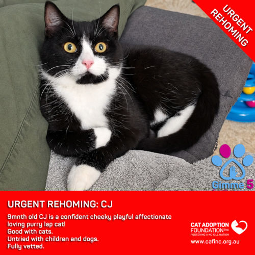 CJ - Domestic Short Hair (DSH) Cat