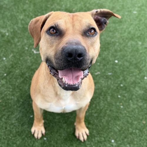 Zuko imp 11 - American Staffordshire Terrier Dog