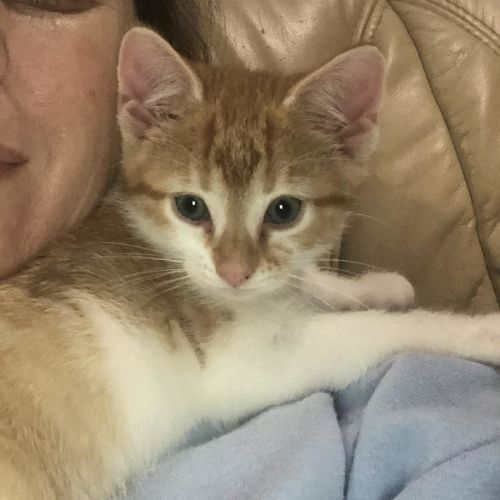 Reggie - Domestic Short Hair (DSH) Cat