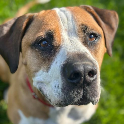 Ralph - American Bulldog