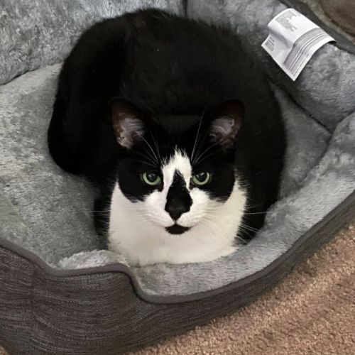 Ariki* 9 Lives Project Rescue* - Domestic Short Hair (DSH) Cat