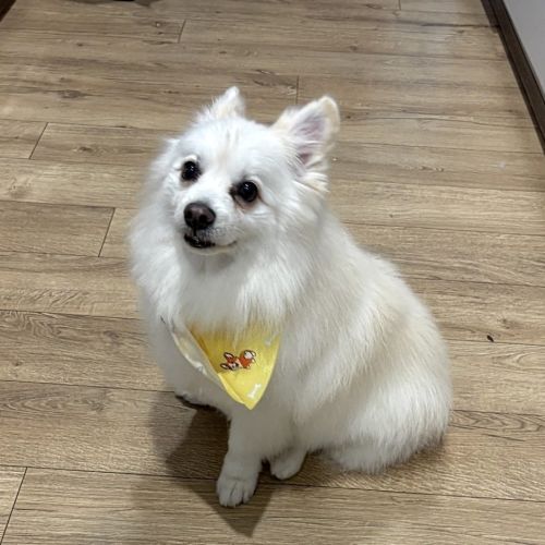 Foxy - Mixed breed Dog