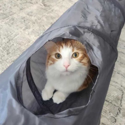 Jasper - Domestic Medium Hair (DMH) Cat