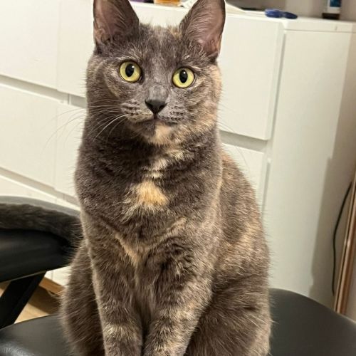 Autumn - Domestic Medium Hair (DMH) Cat