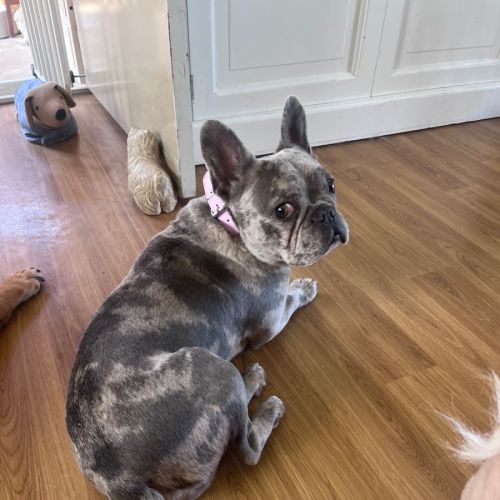 Aster - French Bulldog