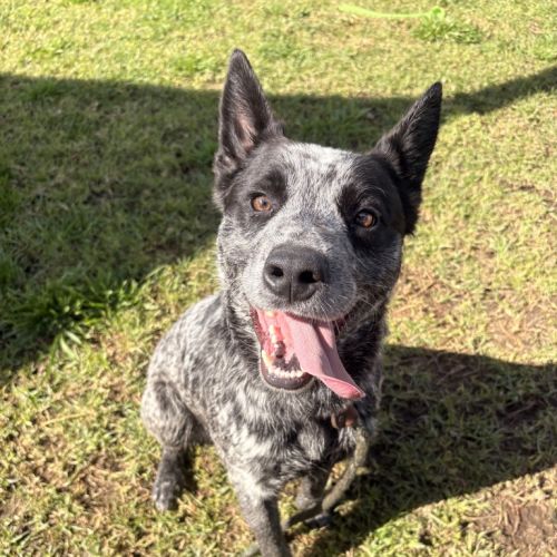 Ocean  - Blue Heeler Dog