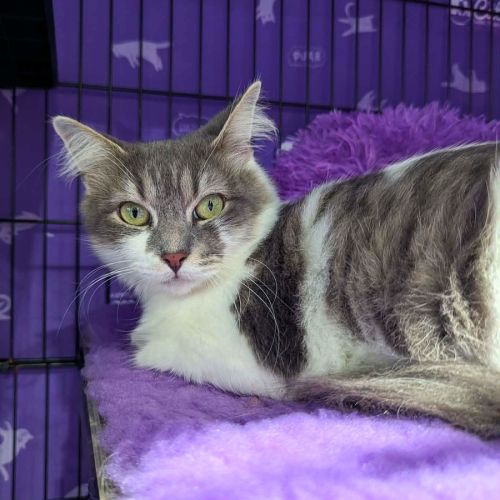 Abby - Domestic Medium Hair (DMH) Cat