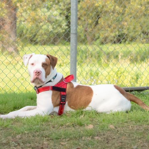 Max - American Bulldog x Bull Arab Dog