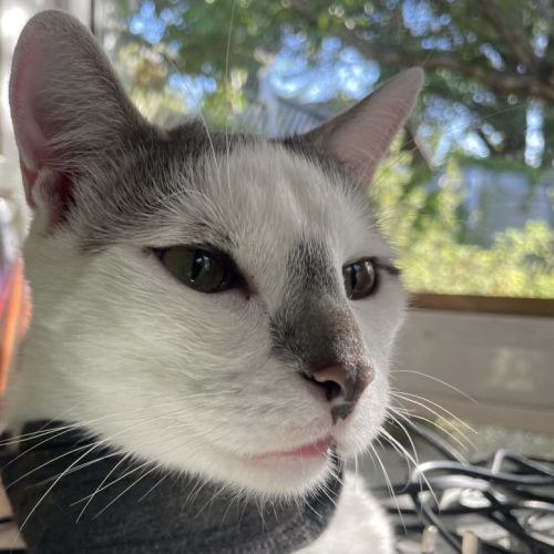 Archie - Domestic Short Hair (DSH) Cat