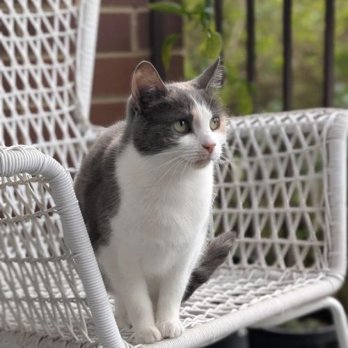Mabel - Domestic Short Hair (DSH) Cat