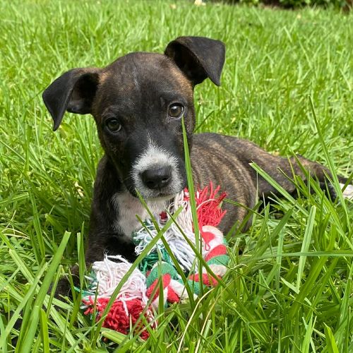 Fenix - Mixed breed Dog