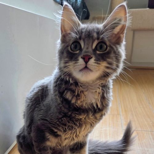 Chai - Domestic Medium Hair (DMH) Cat