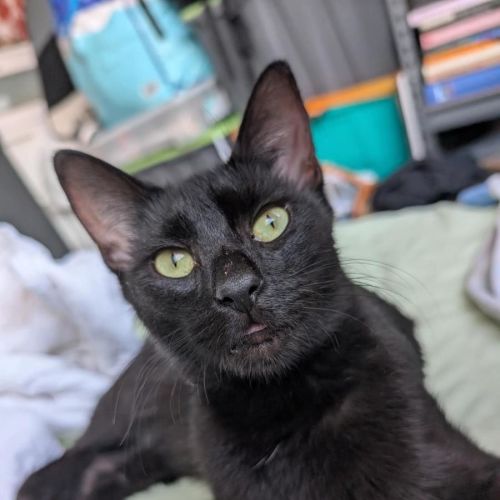 Poppy - Domestic Short Hair (DSH) Cat