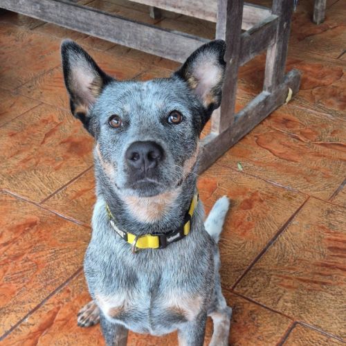 Scout - Australian Cattle Dog