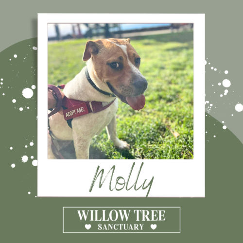 Molly - Jack Russell Terrier Dog