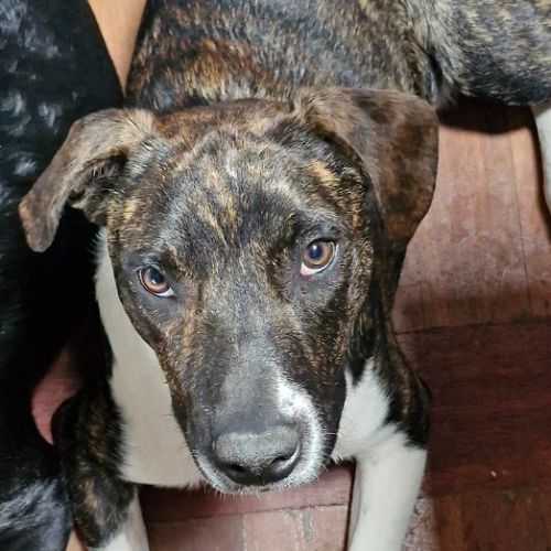 Zig - Staffordshire Bull Terrier x Mixed Breed x Mixed breed Dog