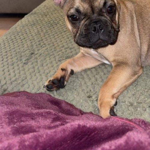 Luna Everhart - French Bulldog
