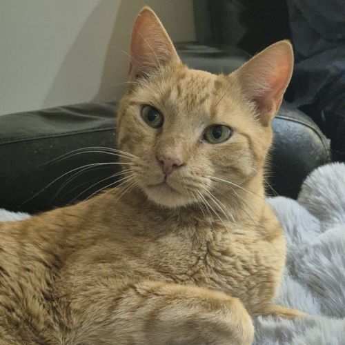 Cheeto - Domestic Short Hair (DSH) Cat