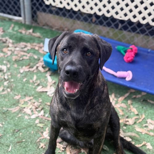 Collin - Labrador Retriever Dog