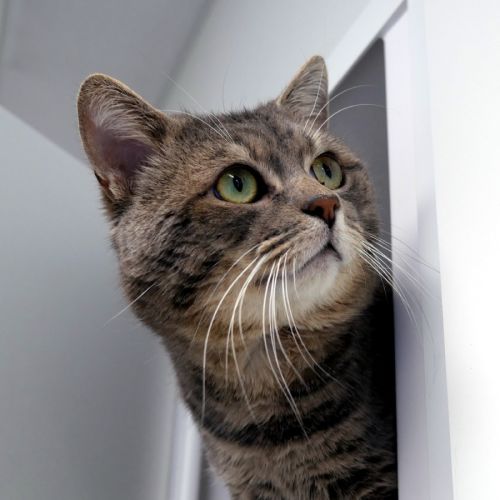 Tom STA015764 - Domestic Short Hair (DSH) Cat