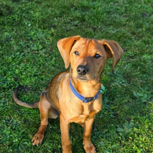 Jazzy - Mixed breed Dog