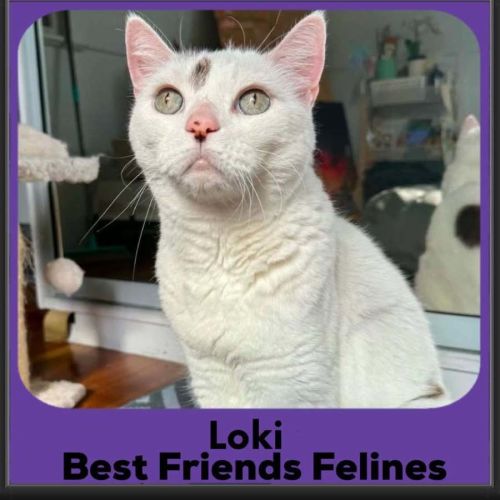 Loki - Manx Cat