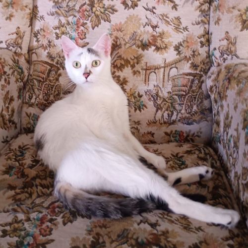 Minty - Domestic Short Hair (DSH) Cat